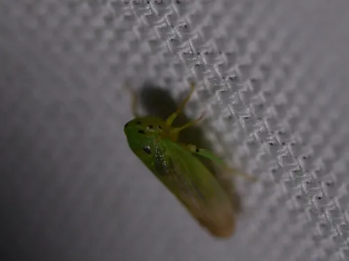 Macropsis notata