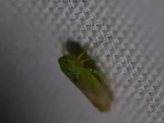 Macropsis notata thumbnail 1