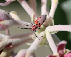Ringed Long-horned Beetle thumbnail 2