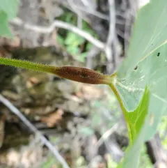 Grape Leaf Petiole Gall thumbnail 2