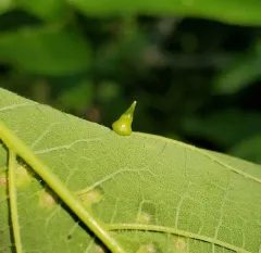 Hackberry Thorn Gall Midge thumbnail 2