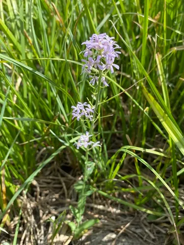 Thelypodium paniculatum