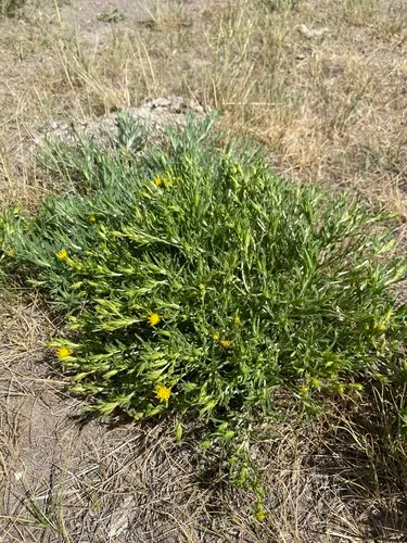 whitestem goldenbush