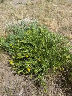 whitestem goldenbush thumbnail 1