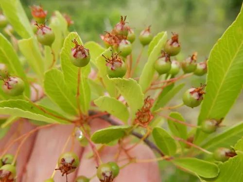 Himalayan firethorn