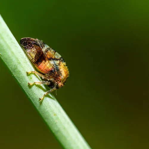 Cyrtolobus gramatanus
