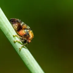 Cyrtolobus gramatanus thumbnail 1
