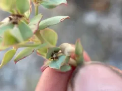 horned spurge thumbnail 2