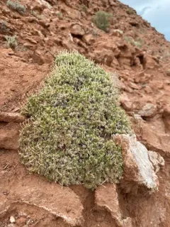 Mat Prickly Phlox thumbnail 2