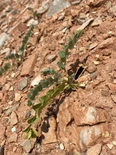 Oregon Milkvetch thumbnail 2
