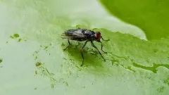 Hydromyza confluens thumbnail 2