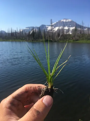 Bolander's quillwort