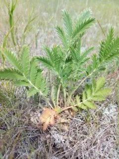 Sandhills Cinquefoil thumbnail 2