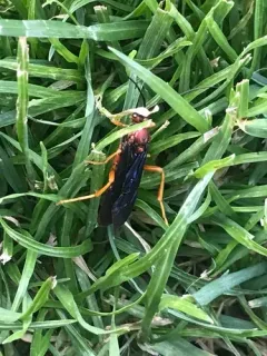 Trogus edwardsii thumbnail 3