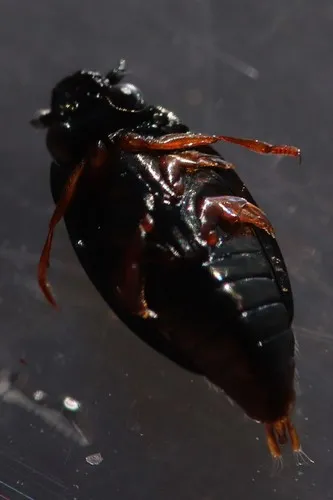 Gyrinus cavatus