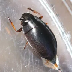Dineutus hornii thumbnail 3