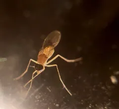 Xanthochlorus helvinus thumbnail 2