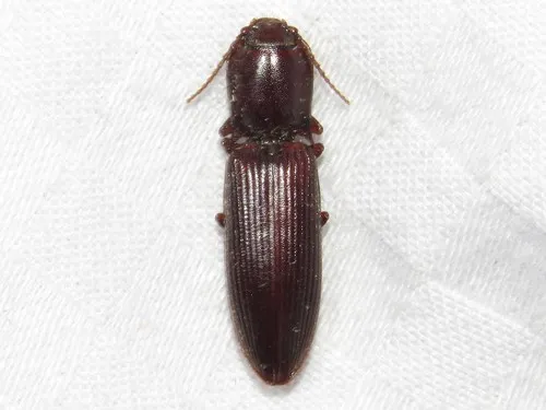 Laneganus sulcicollis