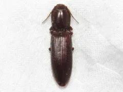 Laneganus sulcicollis thumbnail 1