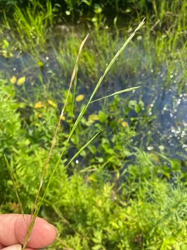 sharp-glumed manna-grass