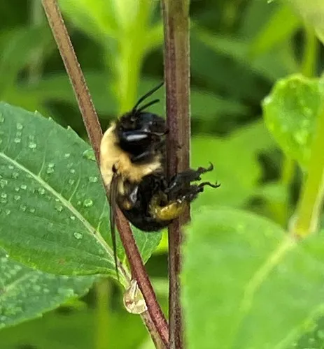 Abrupt Digger Bee
