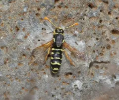 Pseudomasaris vespoides thumbnail 4