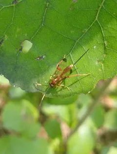 Arotes melleus thumbnail 3