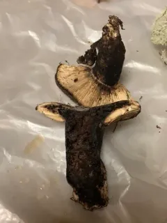 Dense-gilled Russula thumbnail 3