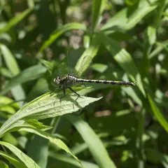 Horned Clubtail thumbnail 3