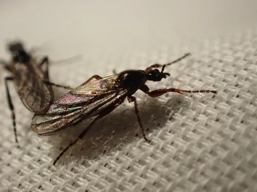 Bibio fluginatus