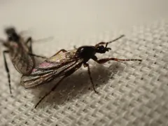 Bibio fluginatus thumbnail 1