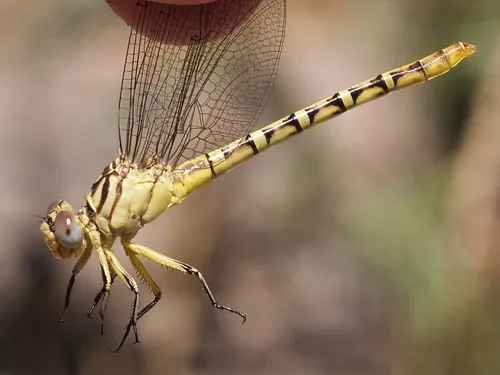 Brimstone Clubtail