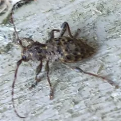 Thorn-tailed Longhorn Beetle thumbnail 4