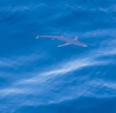 Blue Shark thumbnail 2