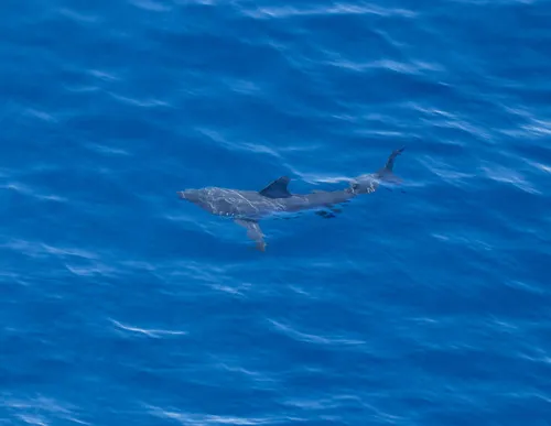 Salmon Shark