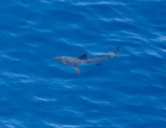 Salmon Shark thumbnail 1