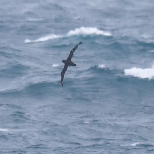 Sooty Shearwater