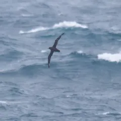 Sooty Shearwater thumbnail 1