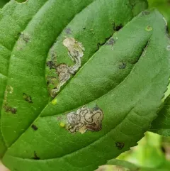 Stigmella rhamnicola thumbnail 2