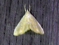 Common Glaphyria Moth thumbnail 2