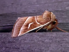 Marsh Fern Moth thumbnail 4
