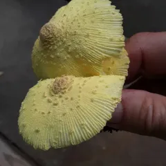 flowerpot parasol thumbnail 4