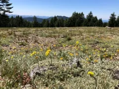 Jaynes Canyon buckwheat thumbnail 4