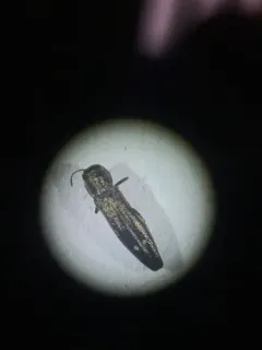 Agrilus egeniformis thumbnail 2