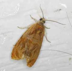 Olethreutes nitidana thumbnail 2