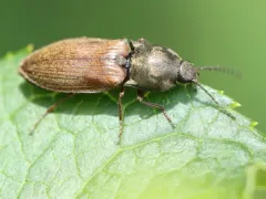 Needle-duff Click Beetle thumbnail 3