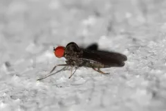 Syneches ater thumbnail 3