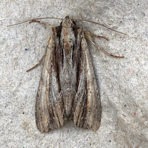 Verbascoides Apamea Moth