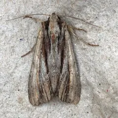 Verbascoides Apamea Moth thumbnail 1