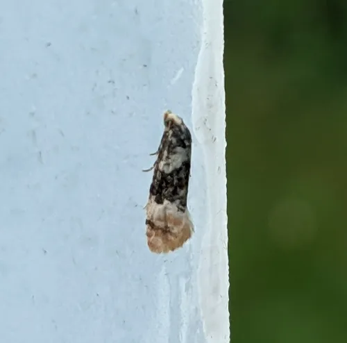 Birch Conch